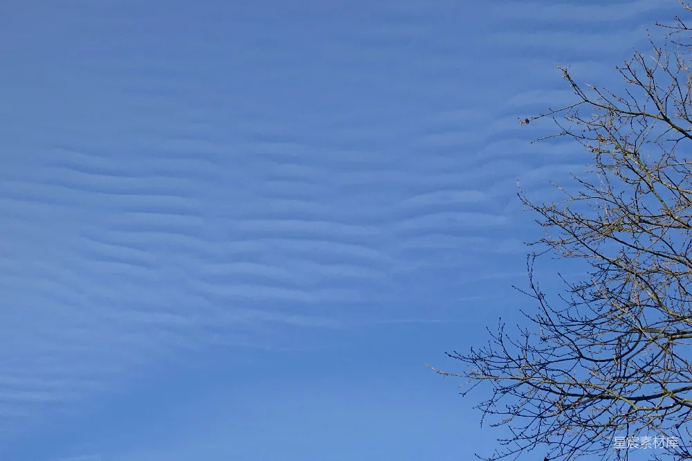 高清摄影  光秃秃的树在蓝天背景下