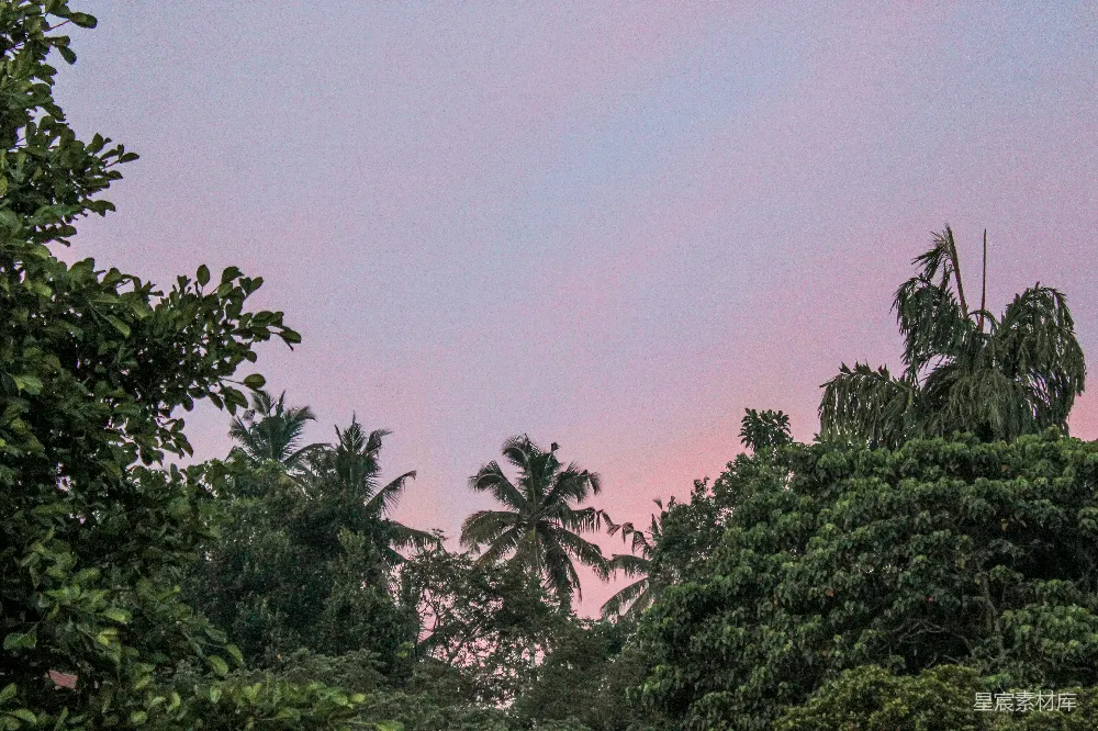 高清摄影  一群树木，背景是粉红色的天空。