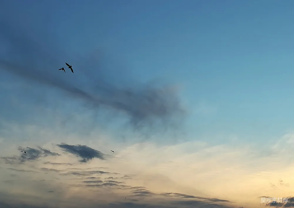 高清摄影  一只鸟在高空中飞翔