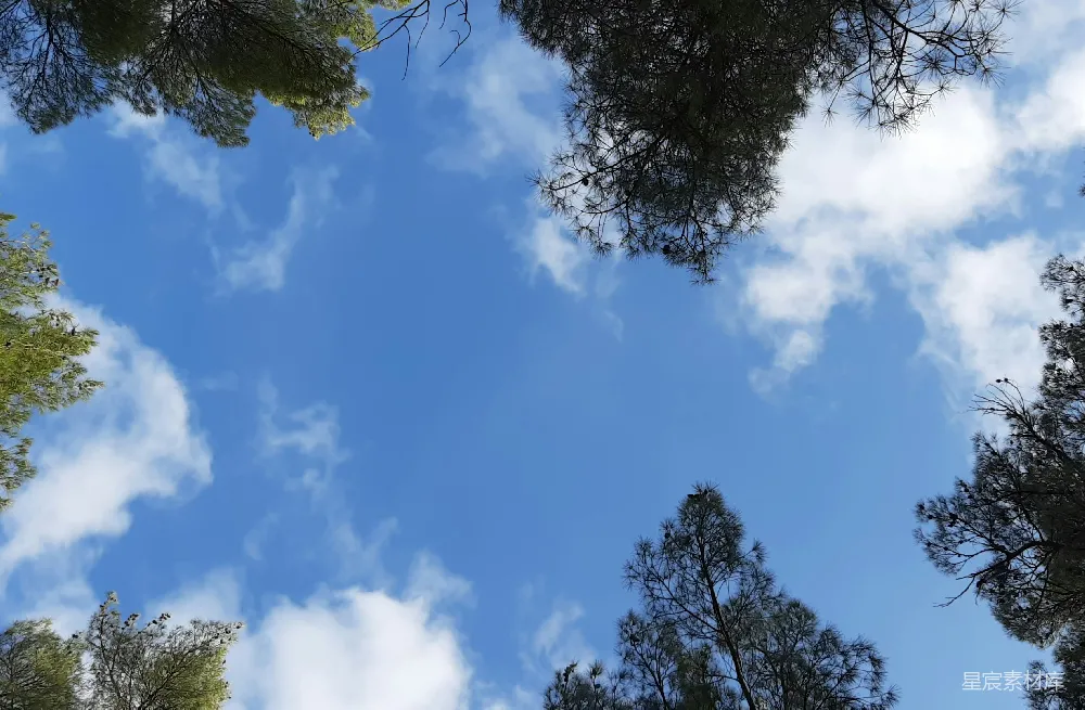高清摄影  透过树林看天空