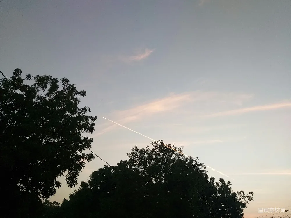 高清摄影  一群树木，背景是蓝天。