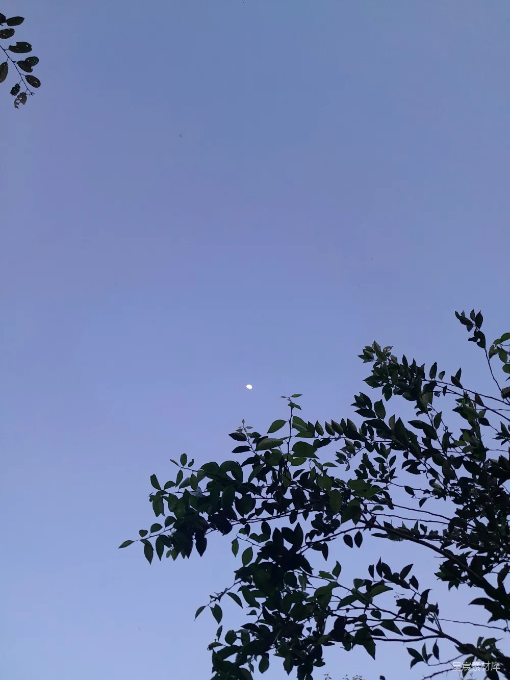 高清摄影  透过树叶观看月亮