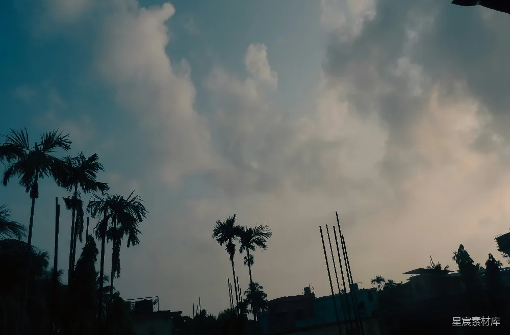高清摄影  红绿灯，背景中有棕榈树。