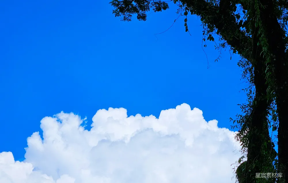 高清摄影  一棵树，背景是蓝天。