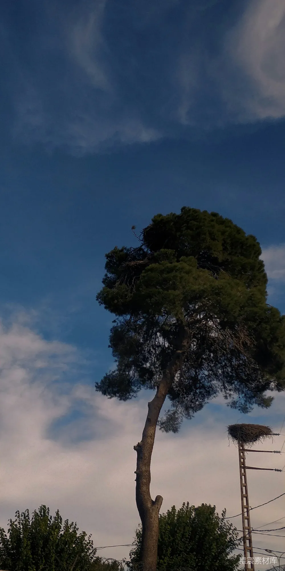高清摄影  一棵树，背景中有一座塔。