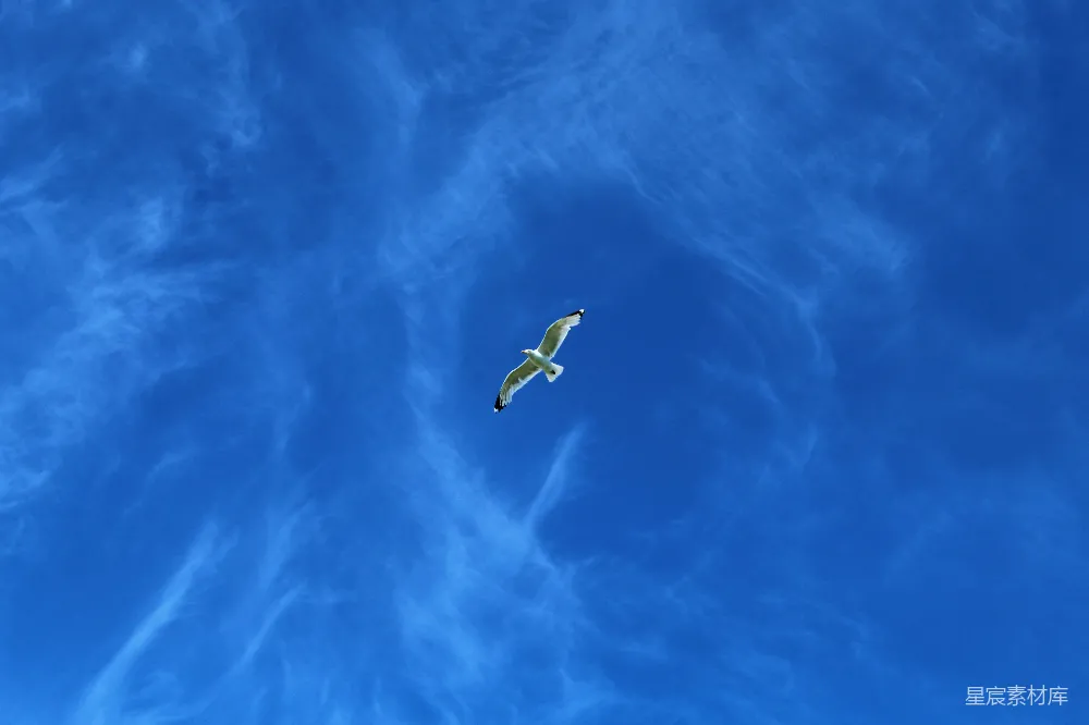 高清摄影 自然 一只鸟在高空中飞翔