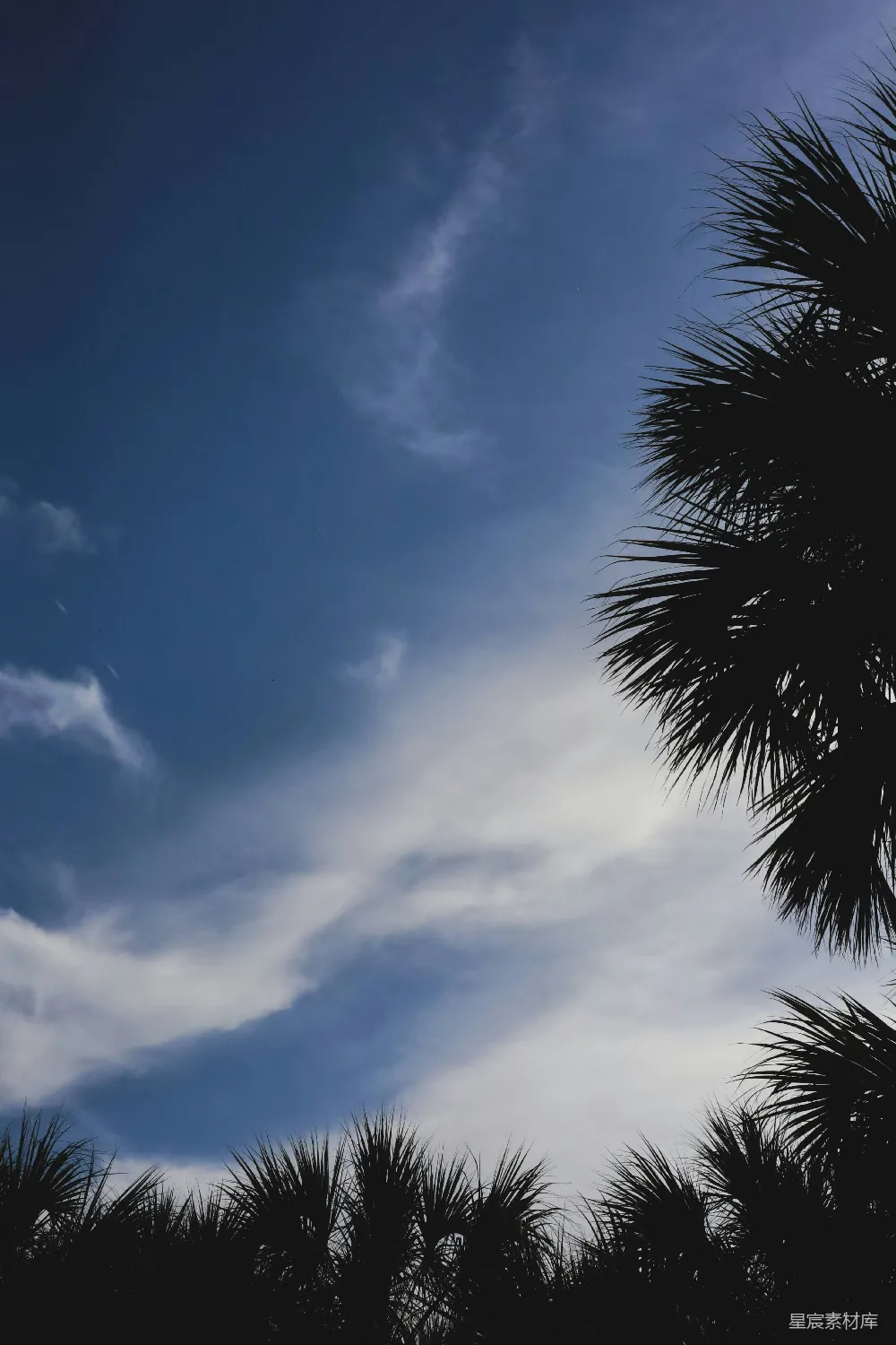 高清摄影  一棵棕榈树在蓝天背景下剪影。