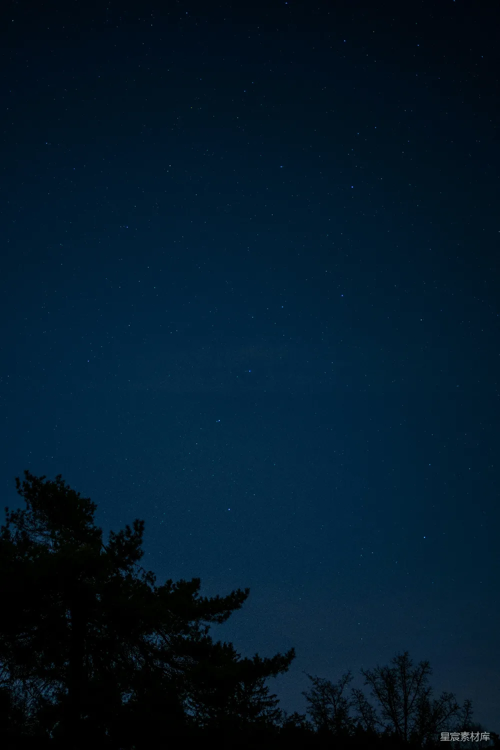 高清摄影  夜空中星星闪烁，前景中有树木。
