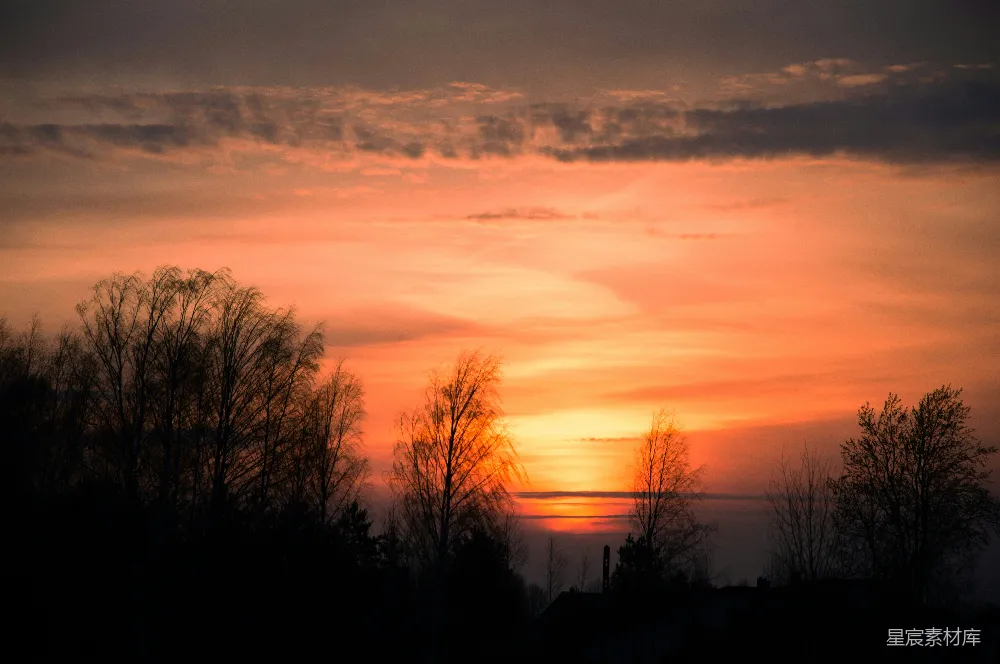 高清摄影  夕阳下树木的剪影