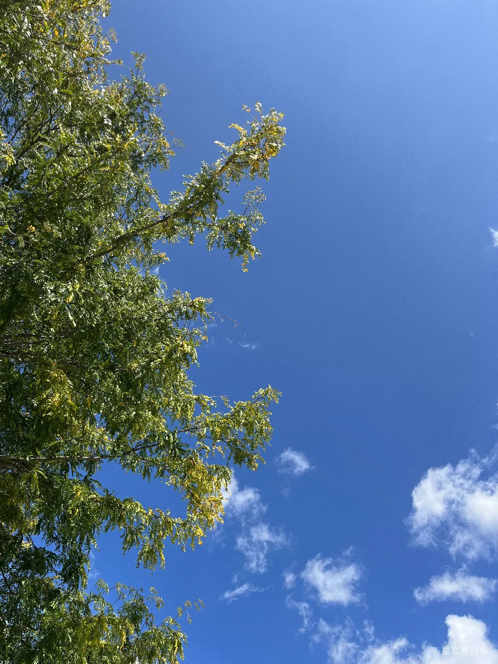 高清摄影 自然 蓝天白云，树木点缀其间。