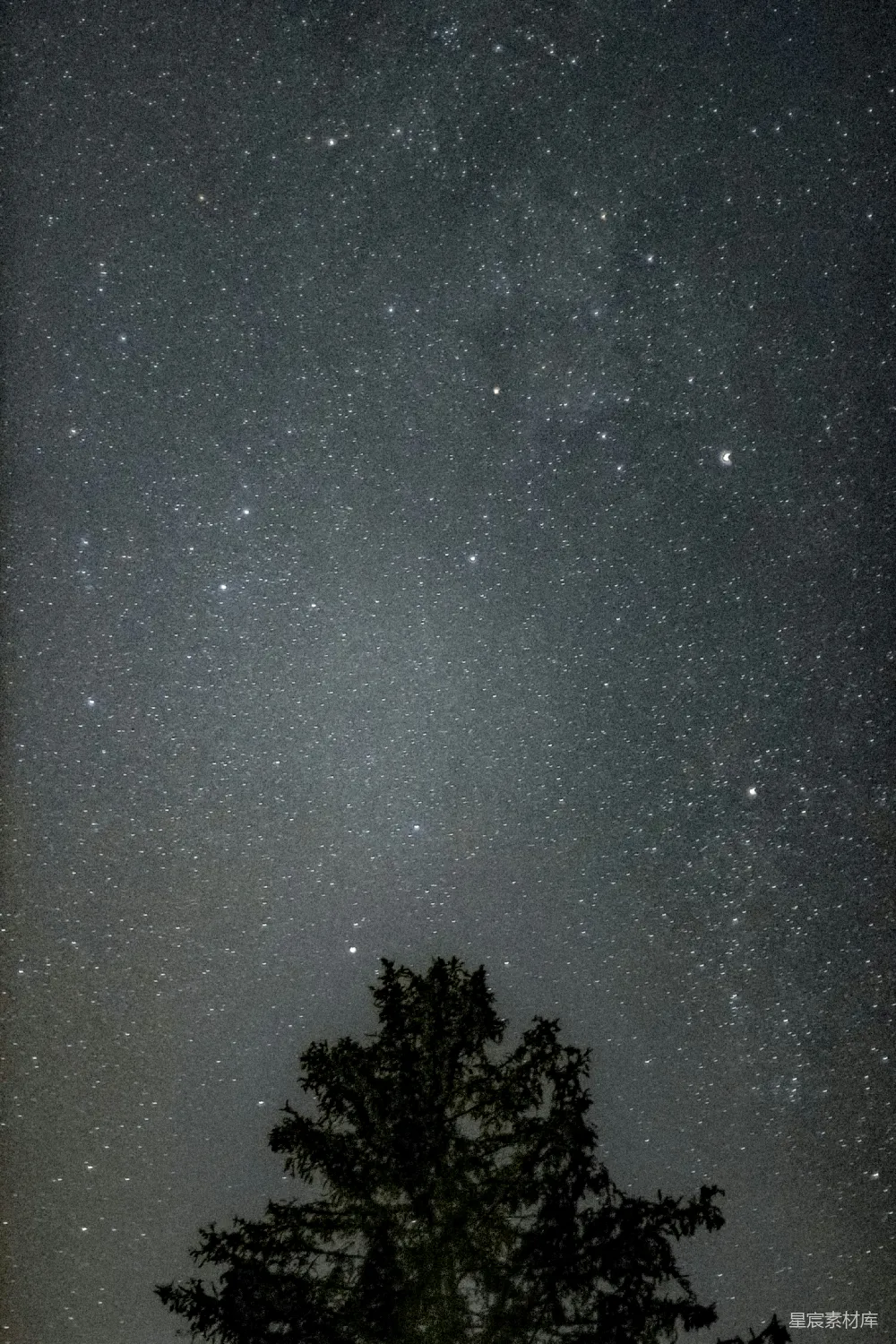 高清摄影  星空下的绿树