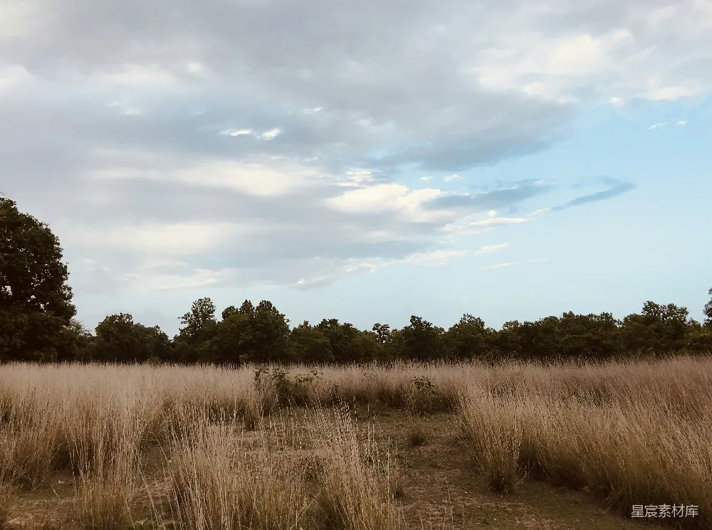 高清摄影 自然 蓝天下的棕色草地