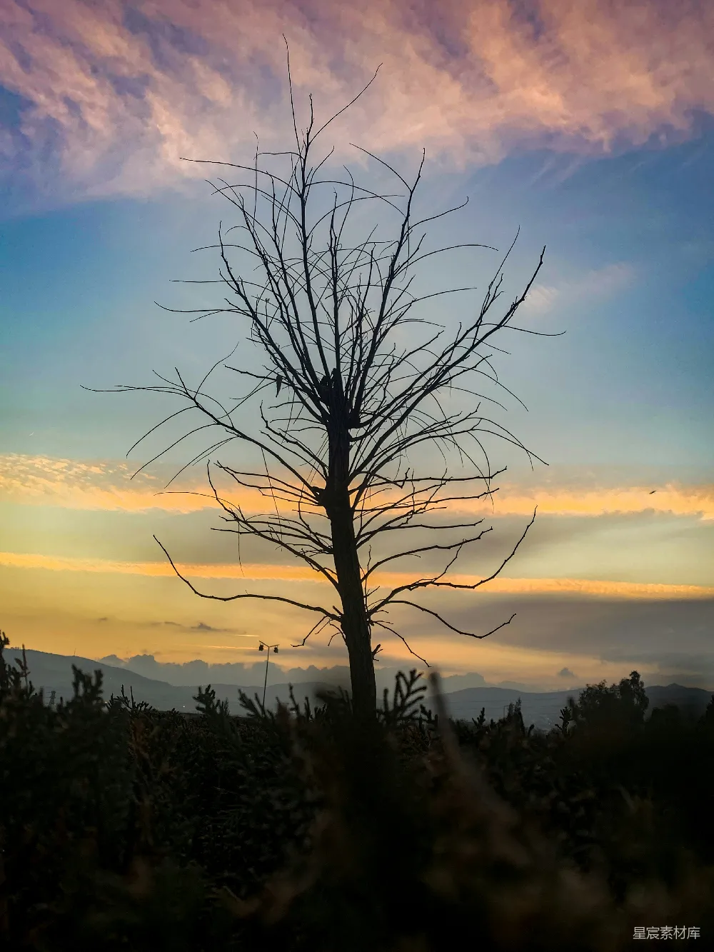 高清摄影  一棵孤独的树在五彩缤纷的天空中剪影。