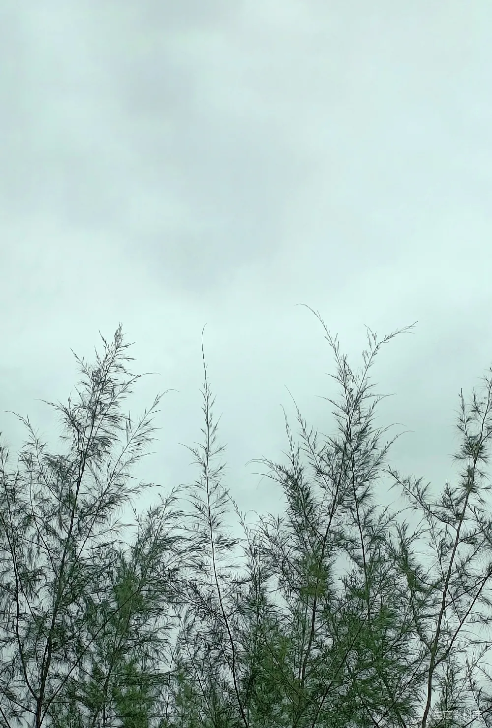 高清摄影  一只鸟栖息在树顶。