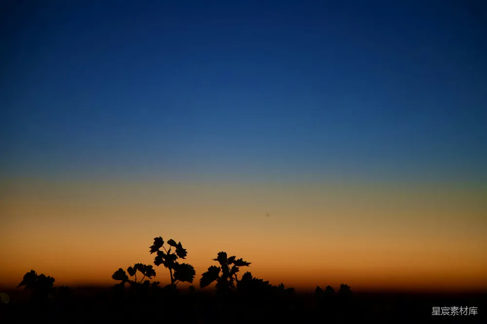高清摄影 自然 壁纸 树木剪影和夕阳