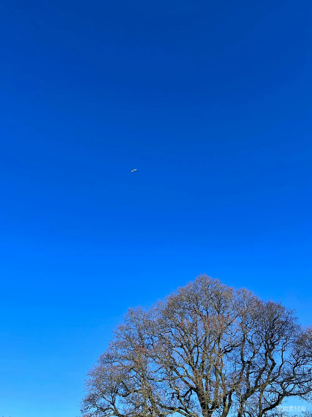 高清摄影  一棵树在田野里，背景是蓝天。