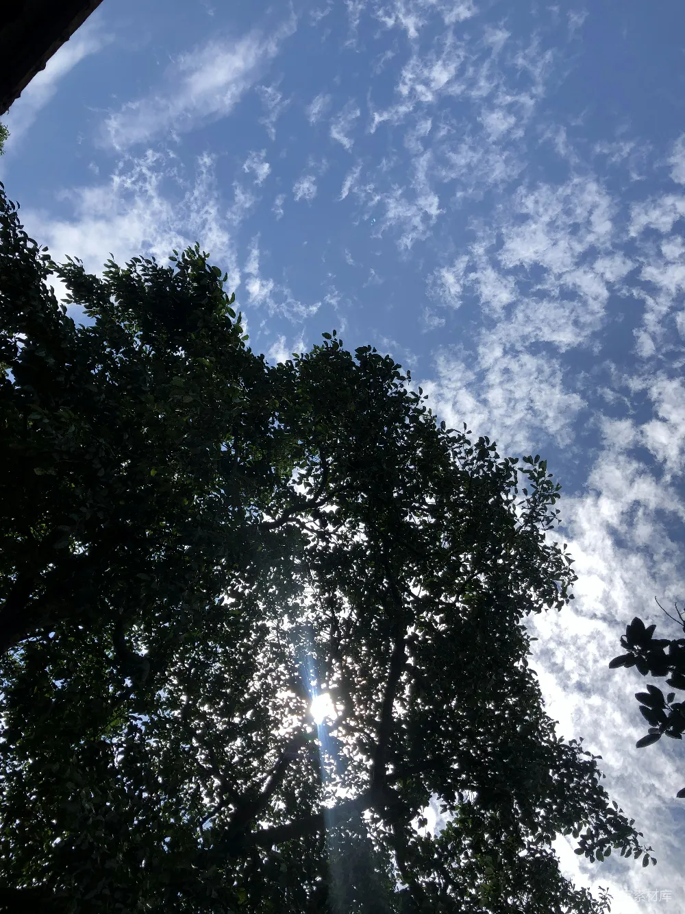 高清摄影  一片蓝天下的树木群