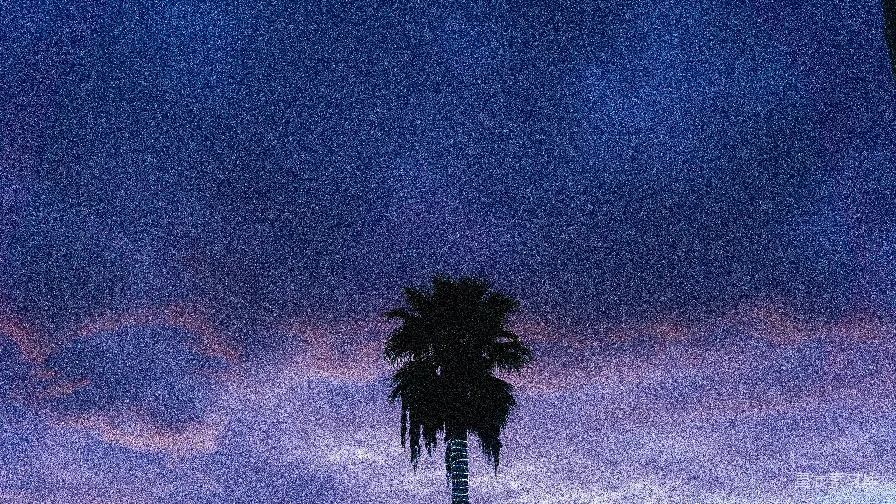 高清摄影  棕榈树在绚丽的紫色天空下