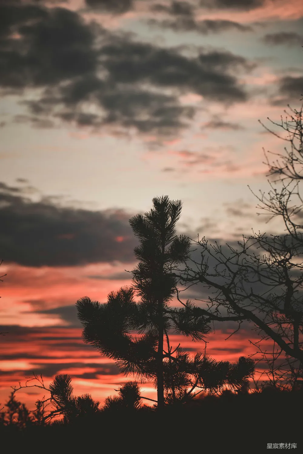 高清摄影  一棵树在夕阳的天空下剪影。