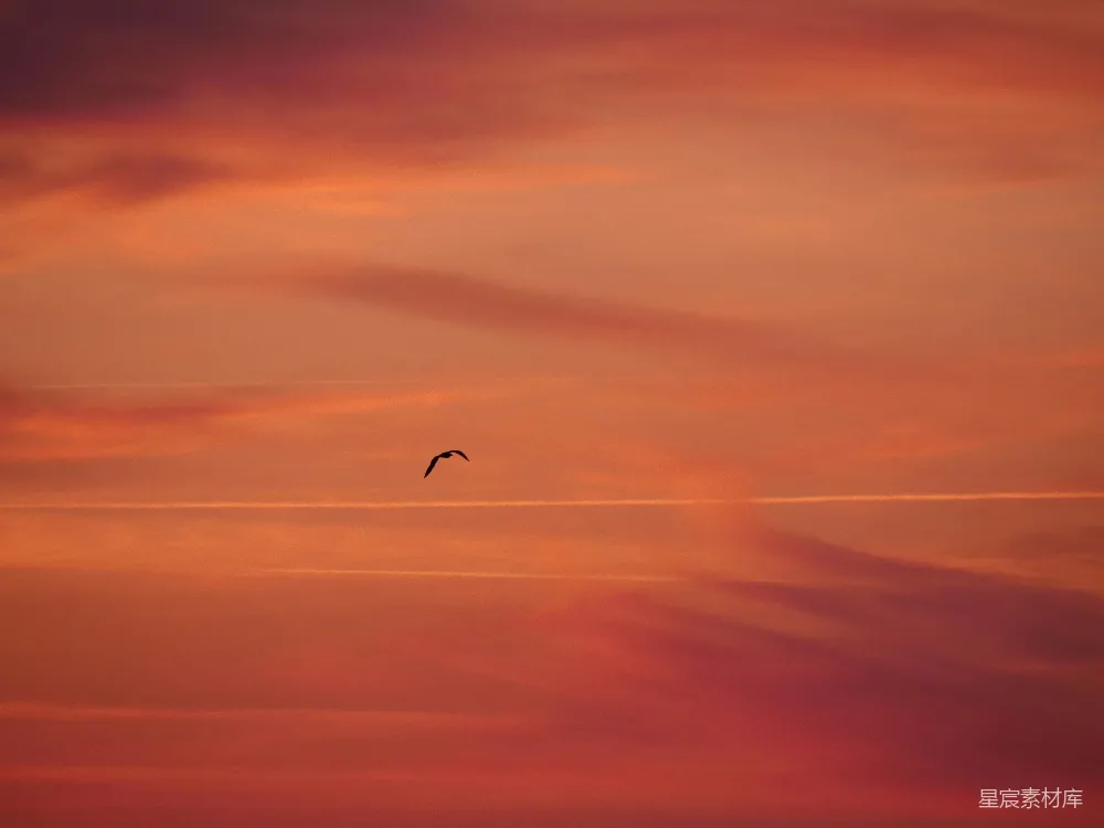 高清摄影  夕阳西下，一只鸟在空中飞翔。