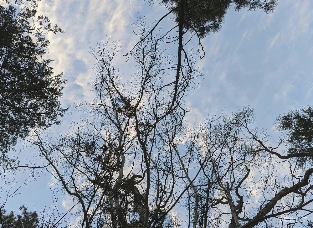 高清摄影 自然 一组树