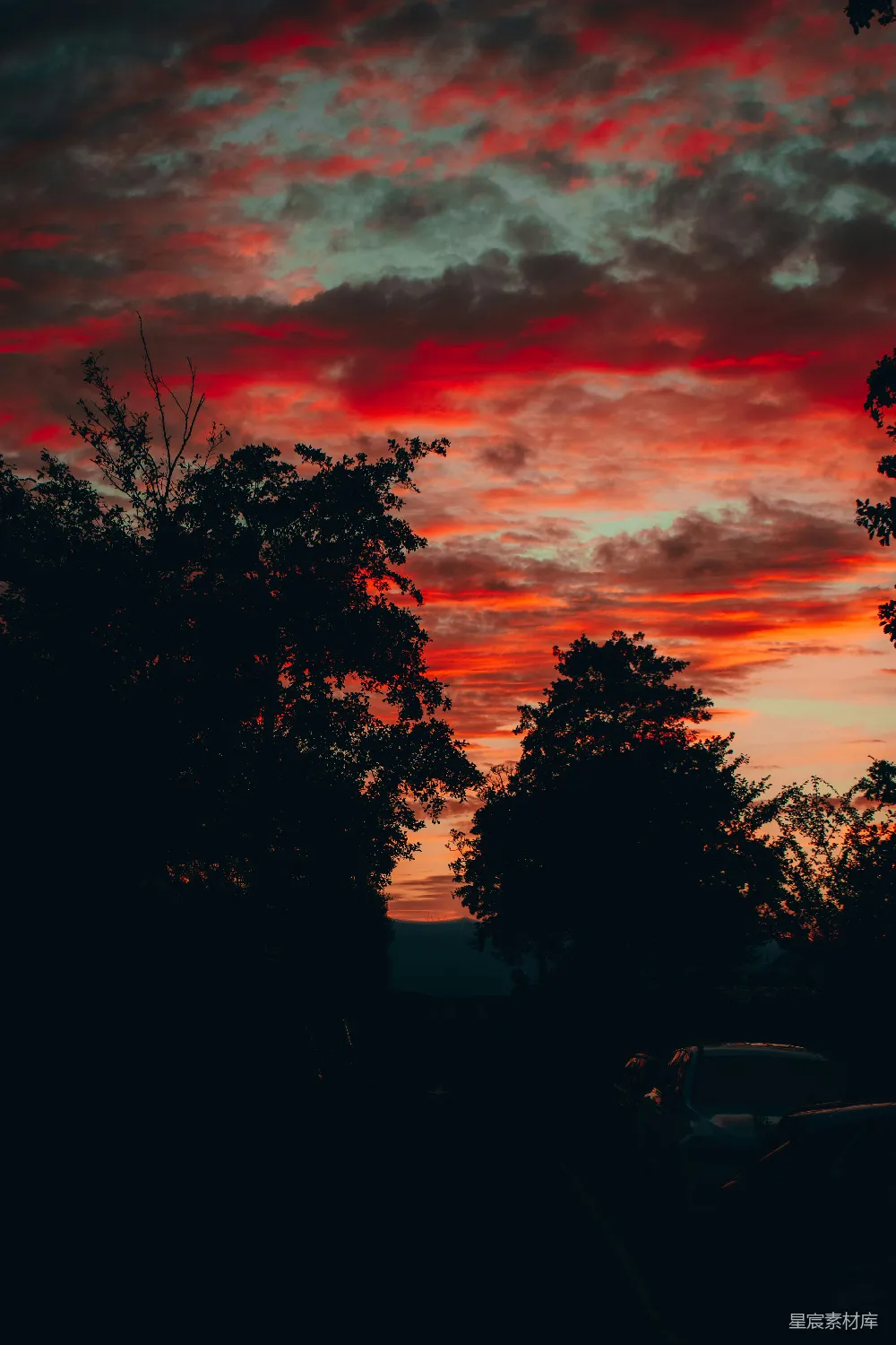 高清摄影  夕阳下树木的剪影