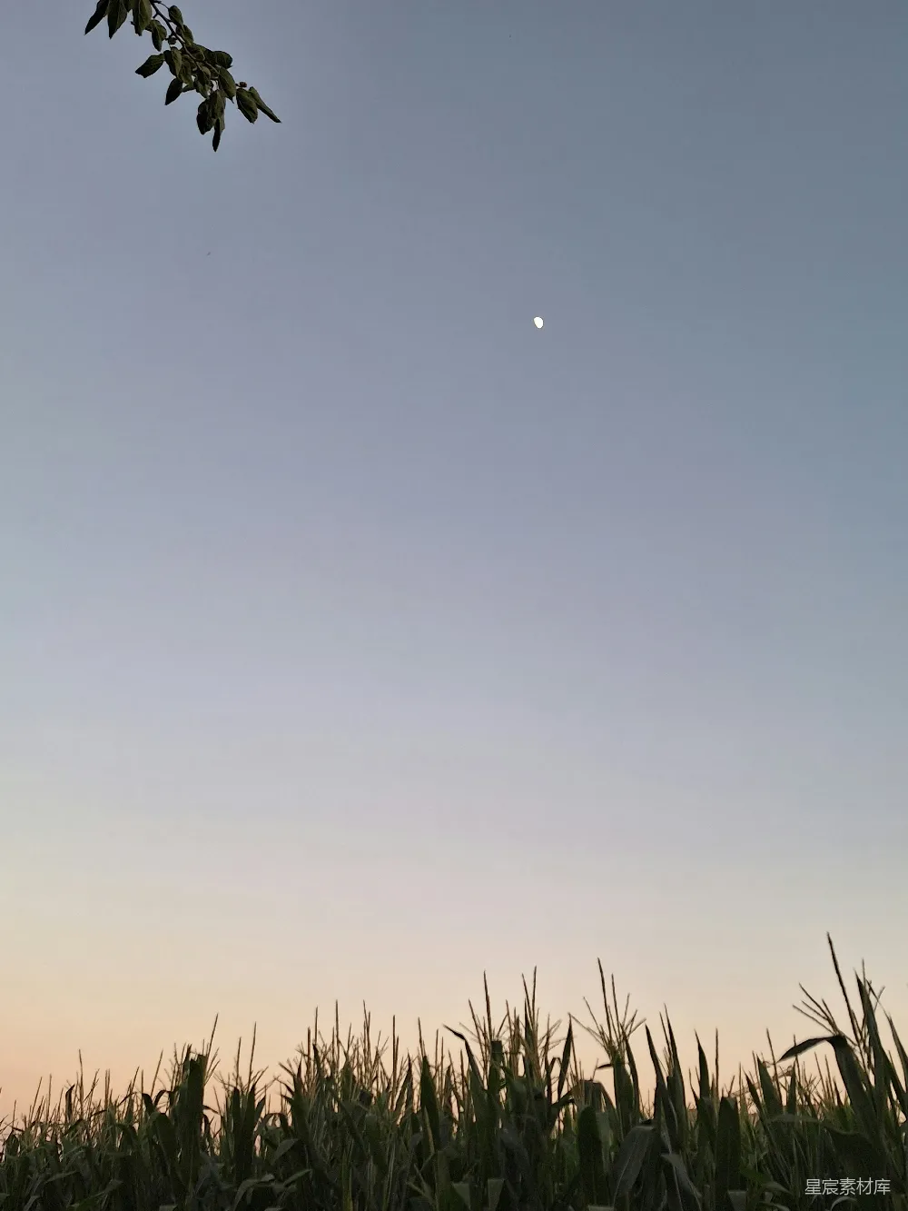 高清摄影  玉米地上方，月亮在天空中闪耀。