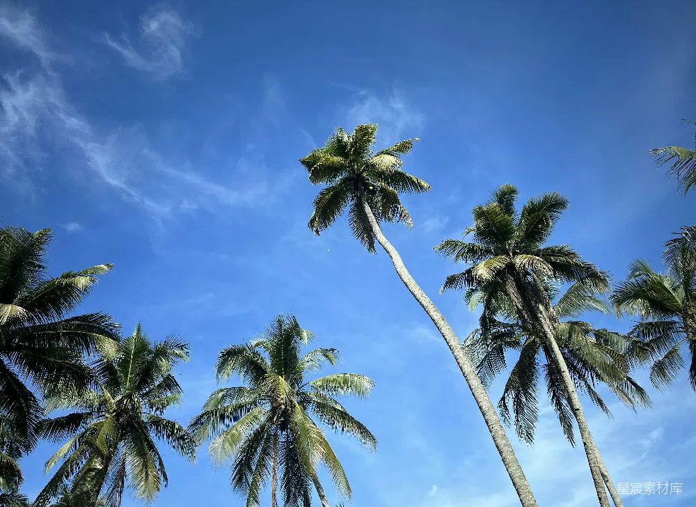 高清摄影 旅行 自然 壁纸 一排棕榈树映衬着蓝天