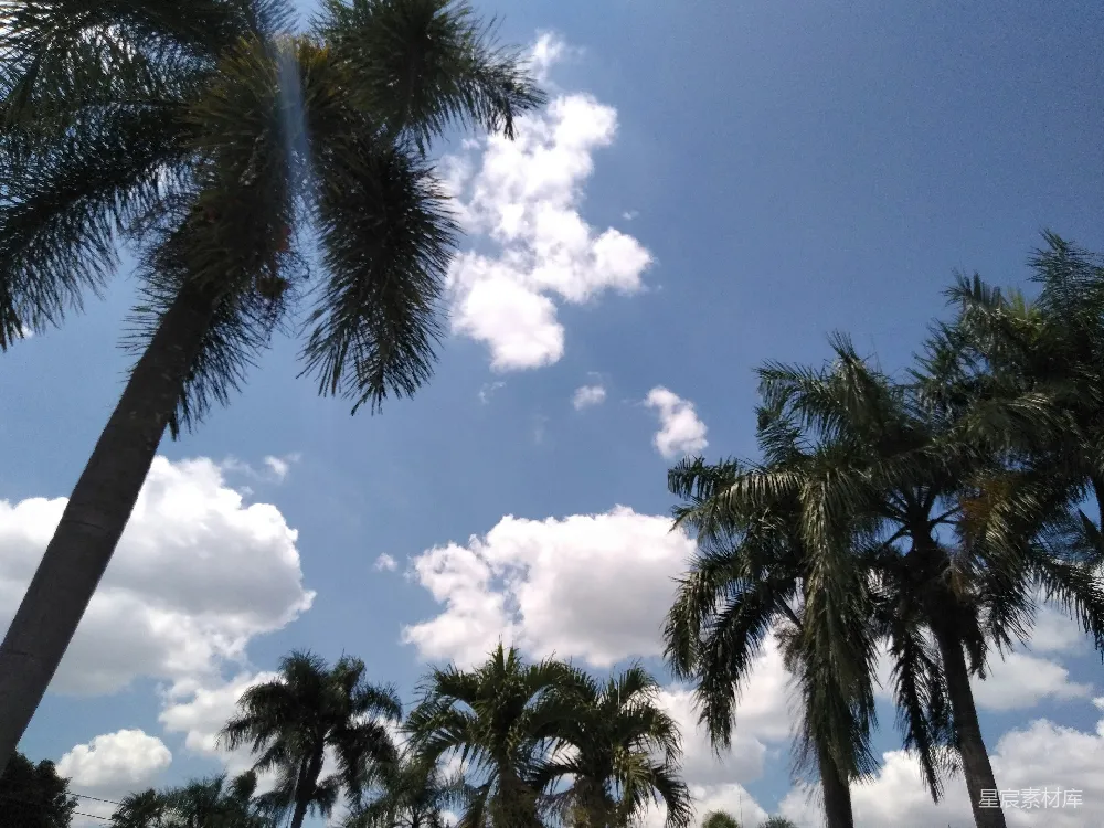 高清摄影  一群棕榈树在阳光明媚的日子里