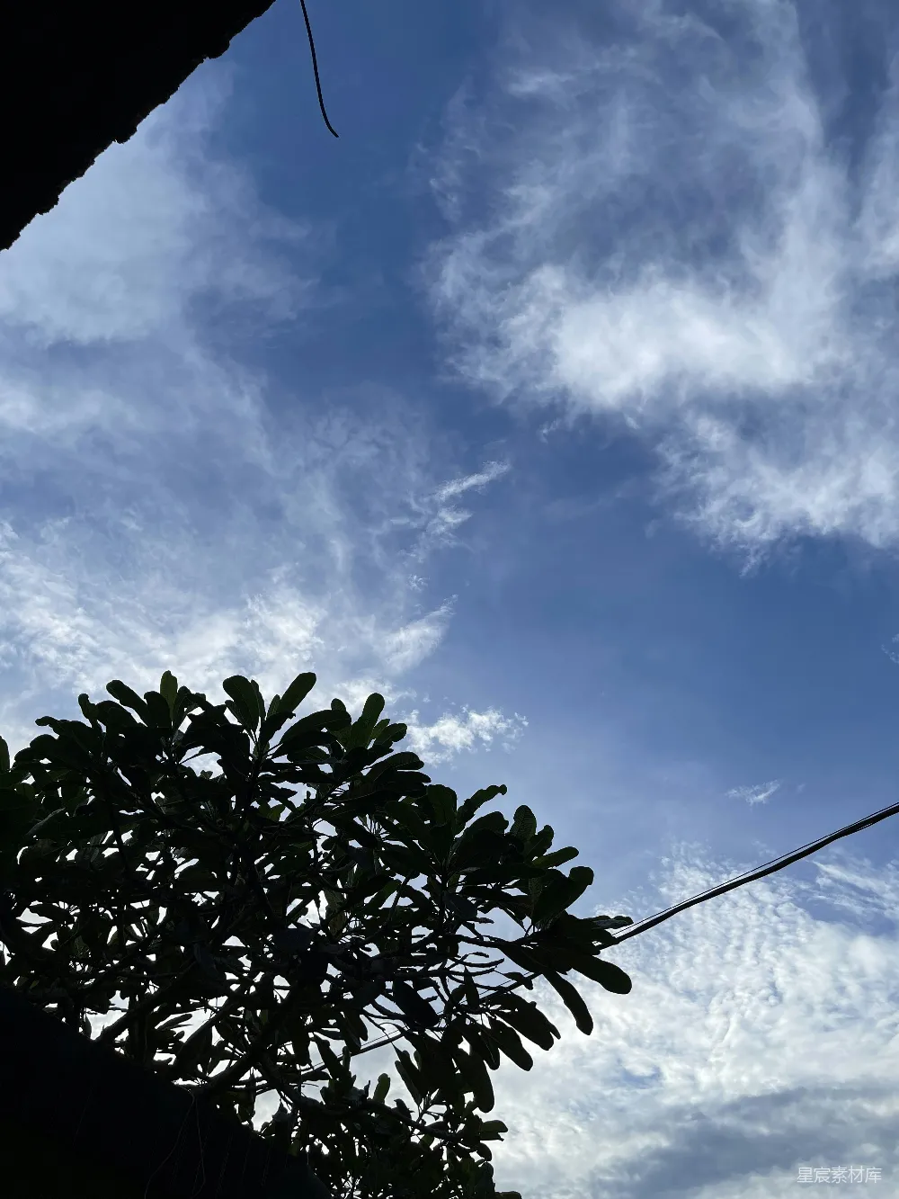 高清摄影  一棵树和一根电线杆