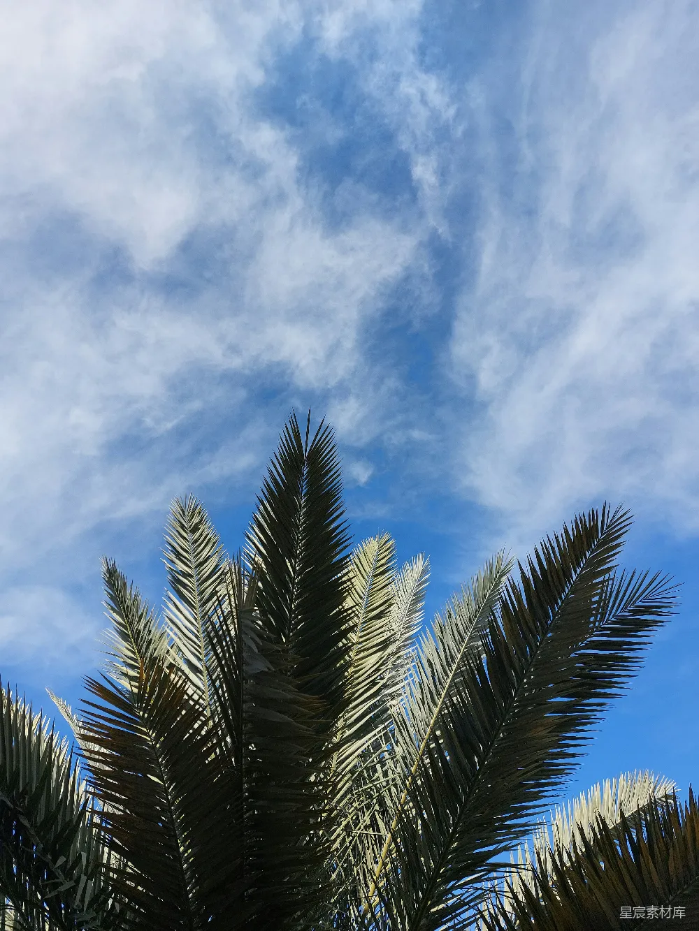 高清摄影  一棵棕榈树，背景是蓝天。