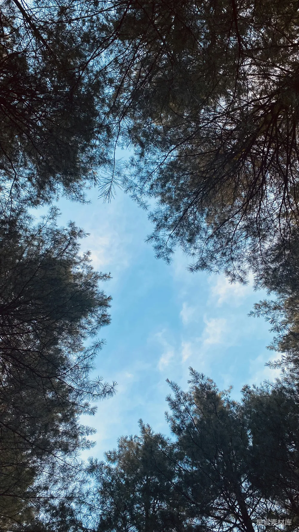 高清摄影 自然 透过树木的顶部看天空的景色