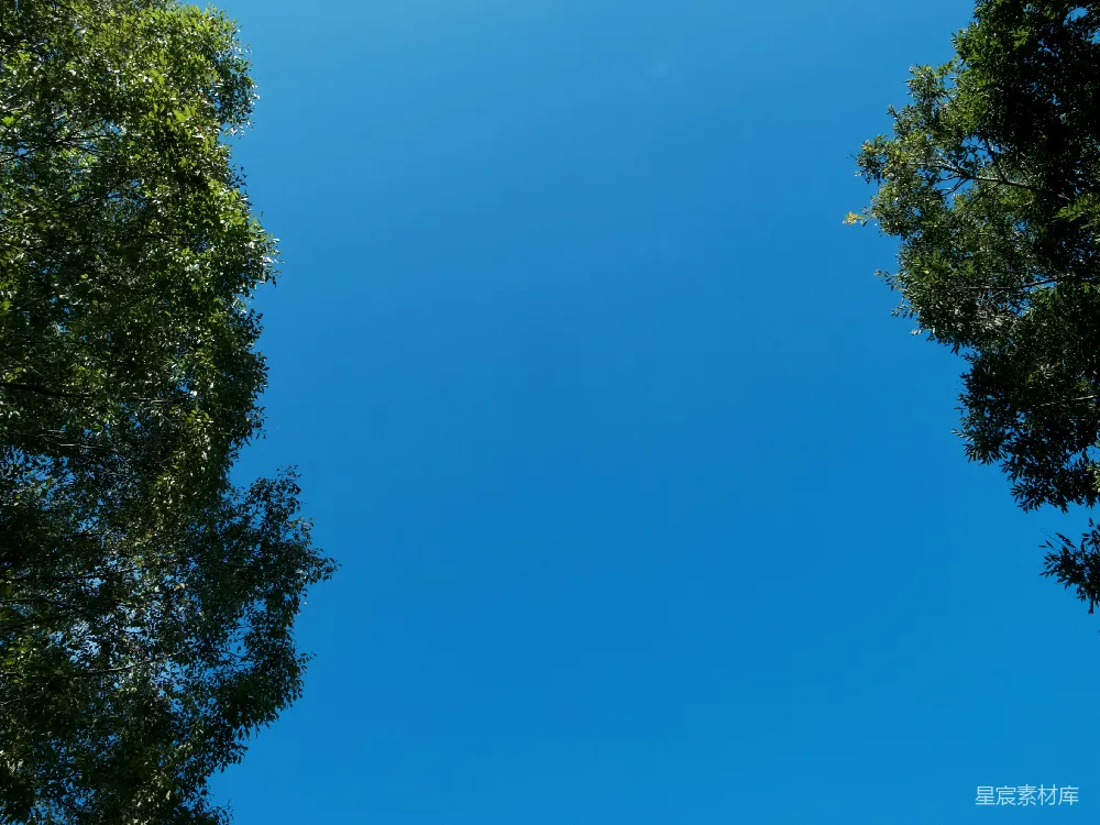 高清摄影  蓝天下的绿树在白天