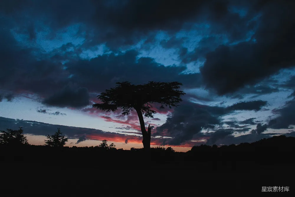 高清摄影  一棵树，背景是夕阳。