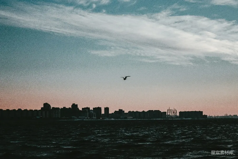高清摄影  白天，一只鸟飞过城市天际线的场景