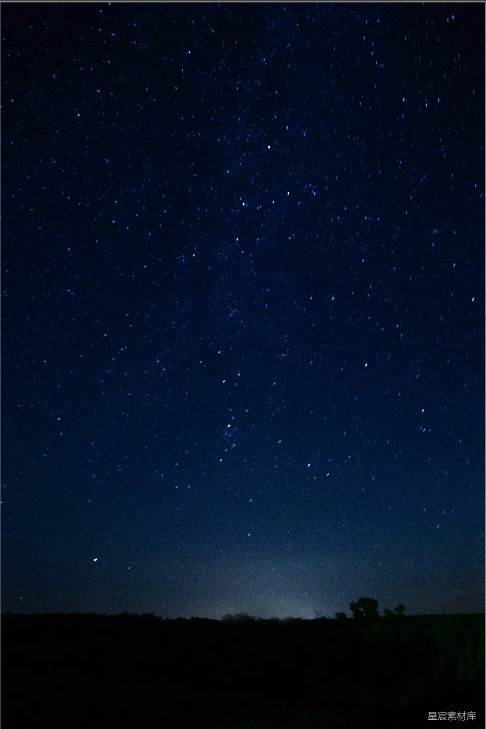 高清摄影  夜晚的树木