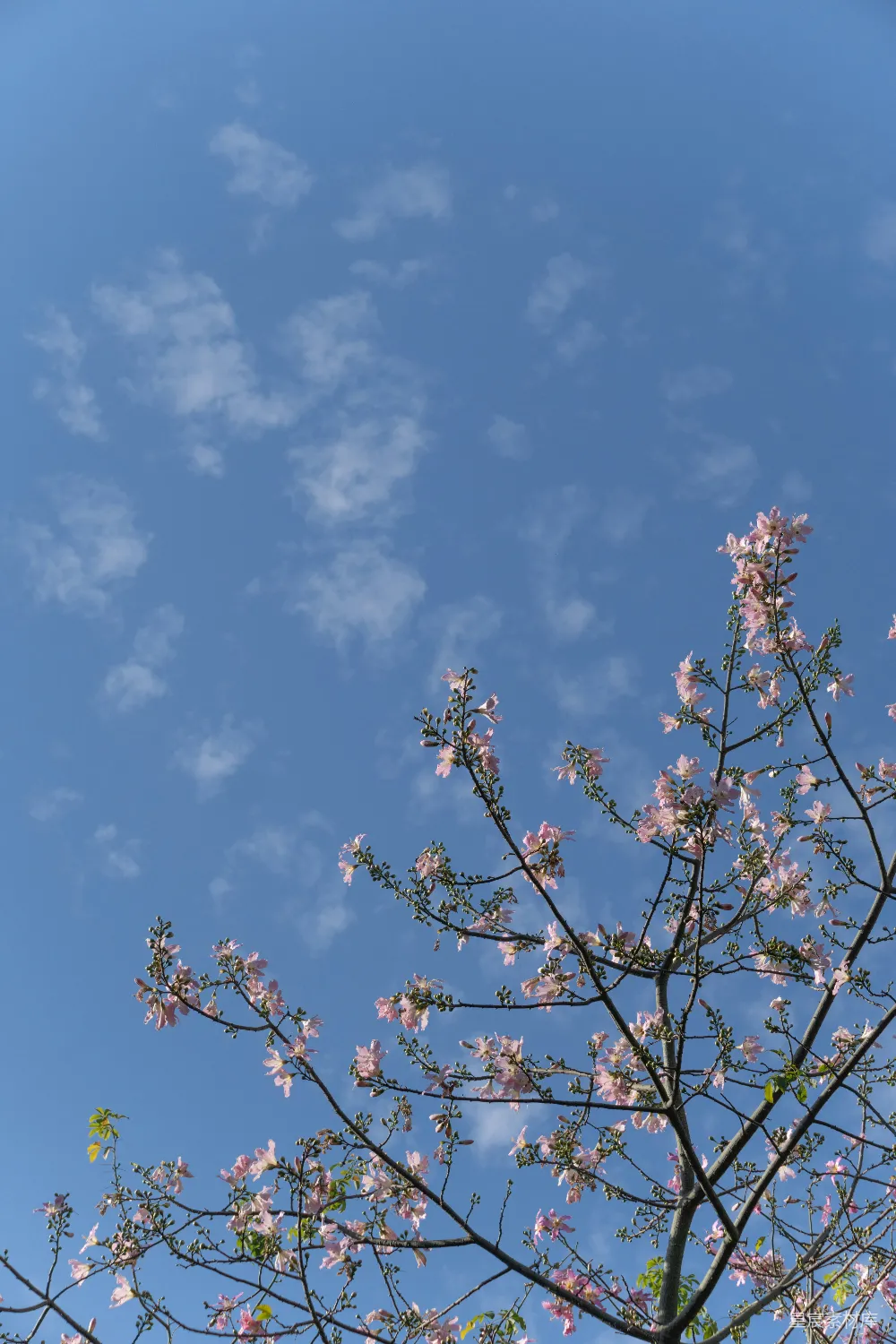 高清摄影 自然 一棵开粉红色花的树