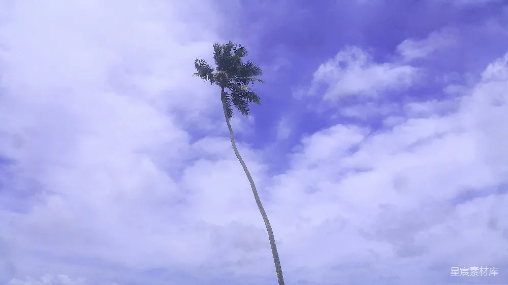 高清摄影  白天飘动的椰子树