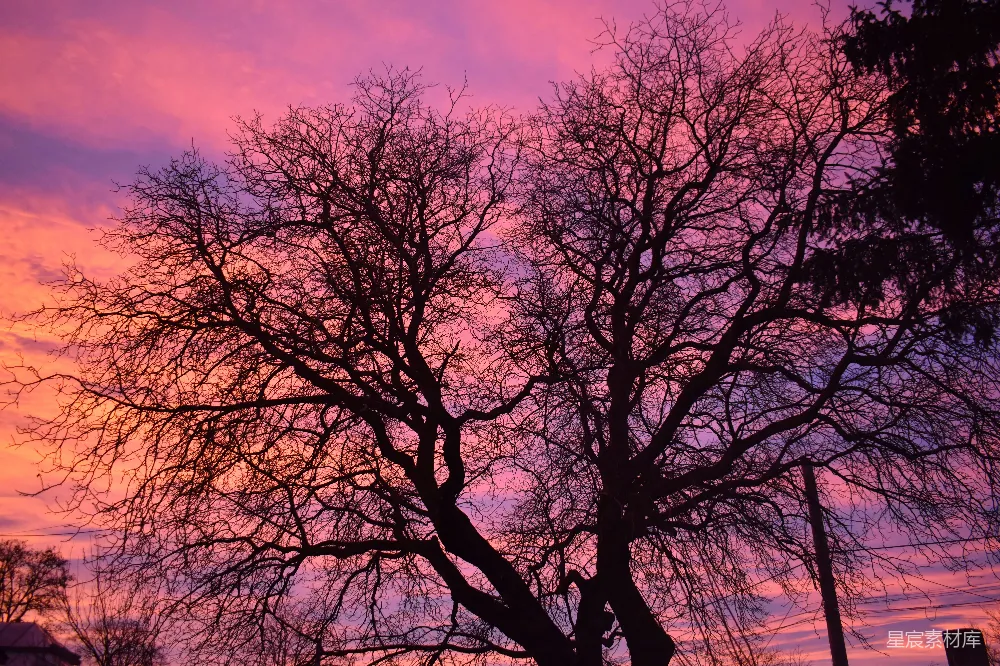 高清摄影  光秃秃的树枝剪影在绚丽的夕阳天空中。