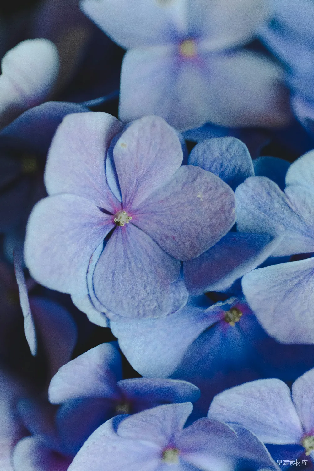 高清摄影 自然 一张特写照片，展示的是白色和紫色花瓣的花朵。