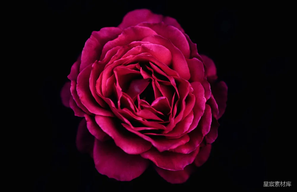 高清摄影  红色花瓣的花