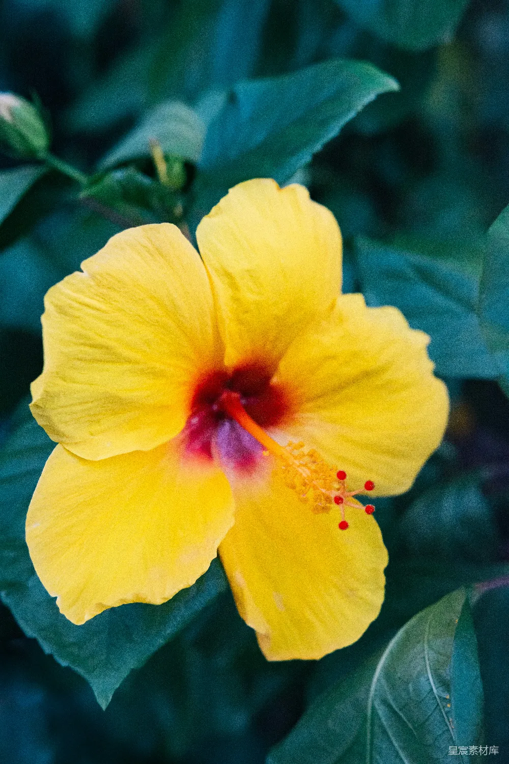 高清摄影  黄花绿叶
