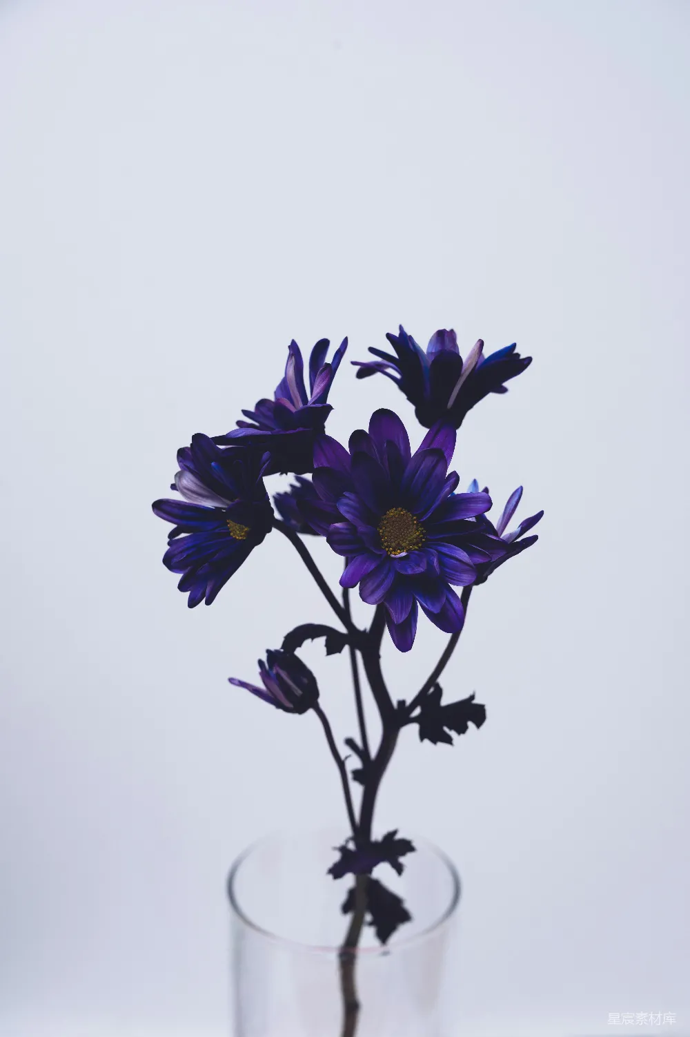 高清摄影  紫色的花和绿色的叶子
