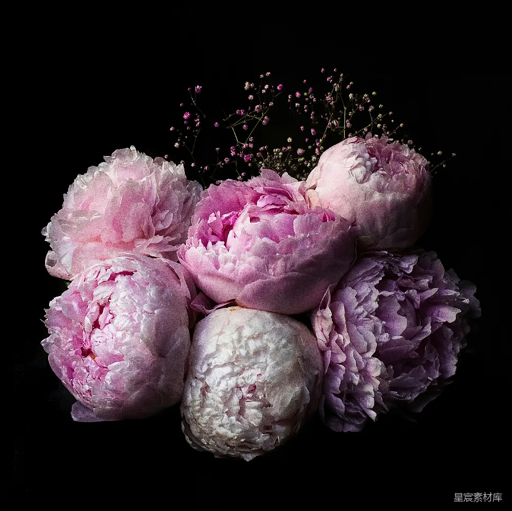 高清摄影  花朵的特写照片