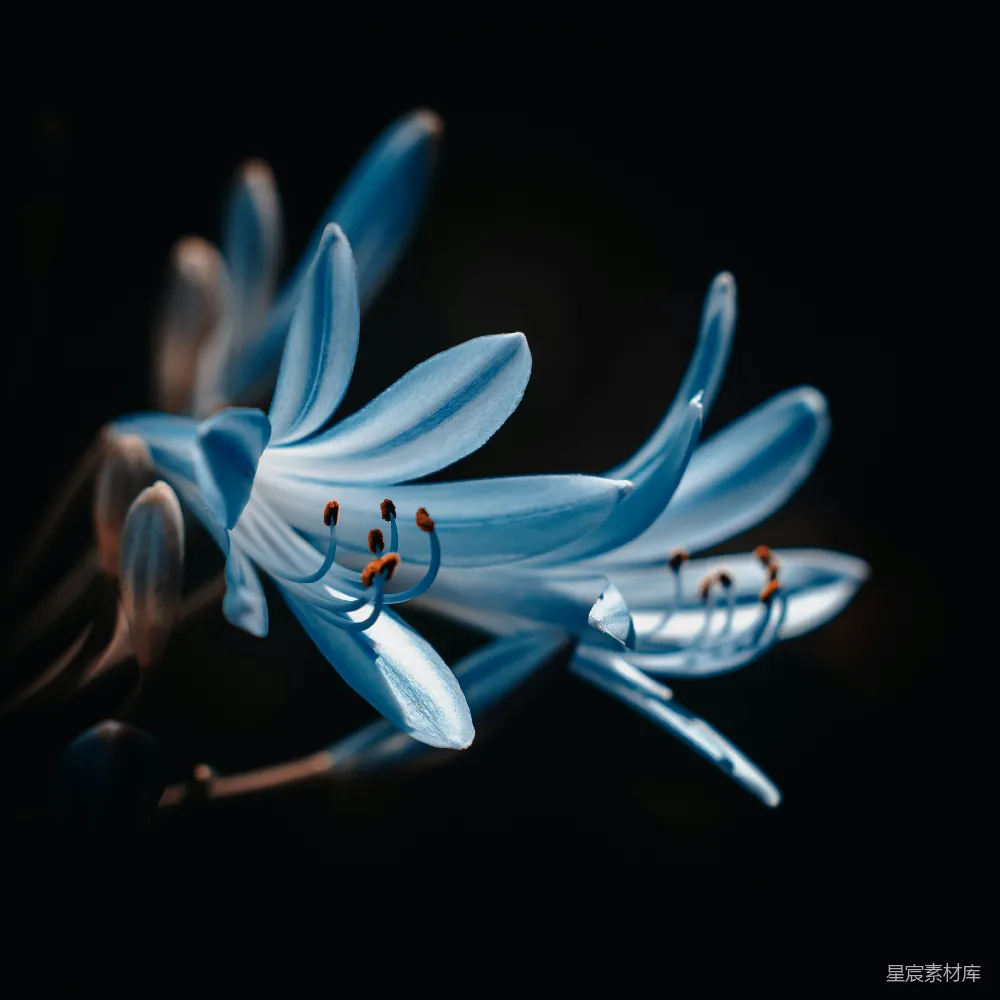 高清摄影  蓝色和白色花朵插图