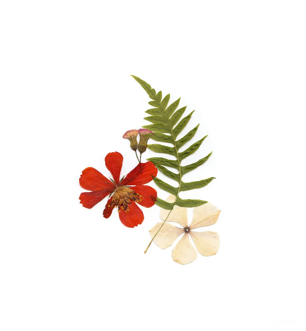 高清摄影  绿色蕨类，白色花，红色花在白色表面上