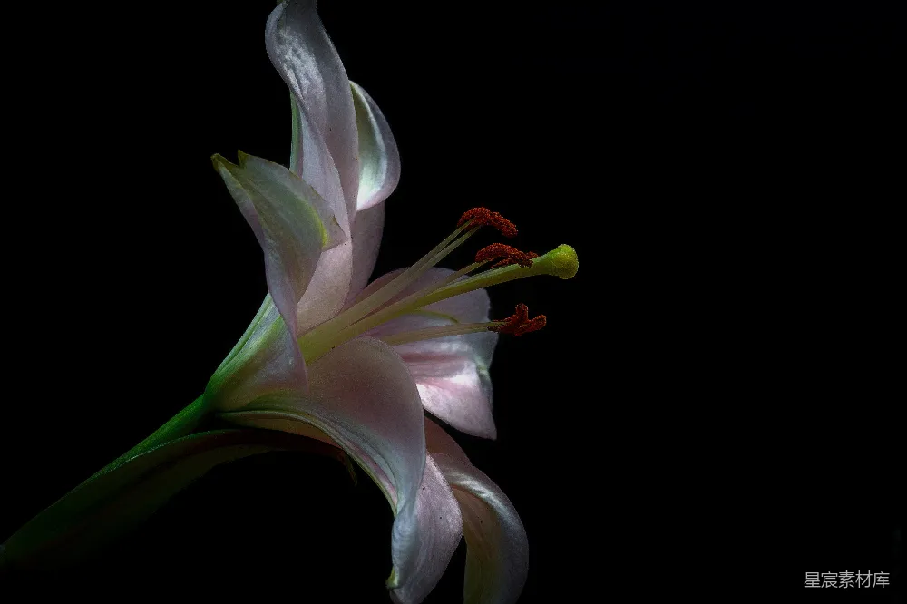 高清摄影  白色花瓣的花纹墙纸