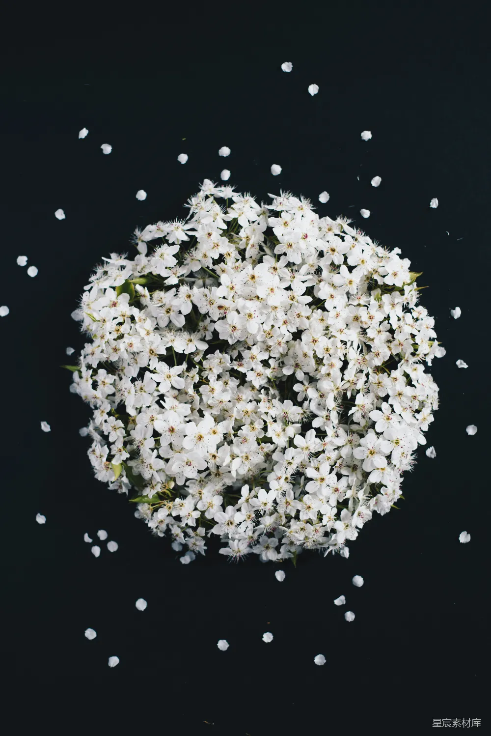 高清摄影  白色花束