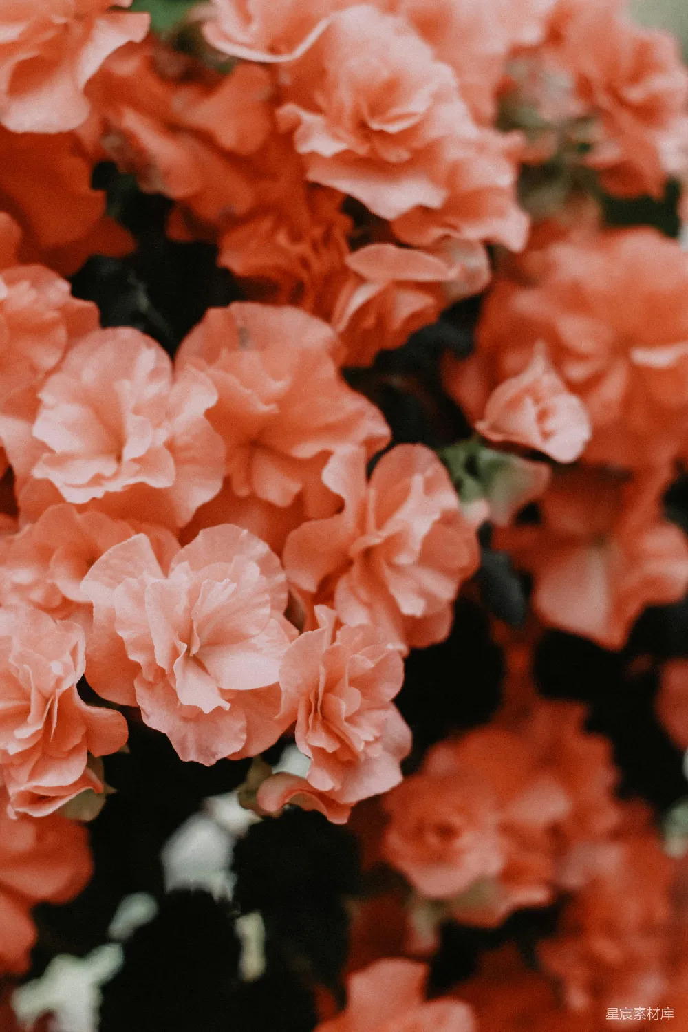 高清摄影  红色的花瓣花