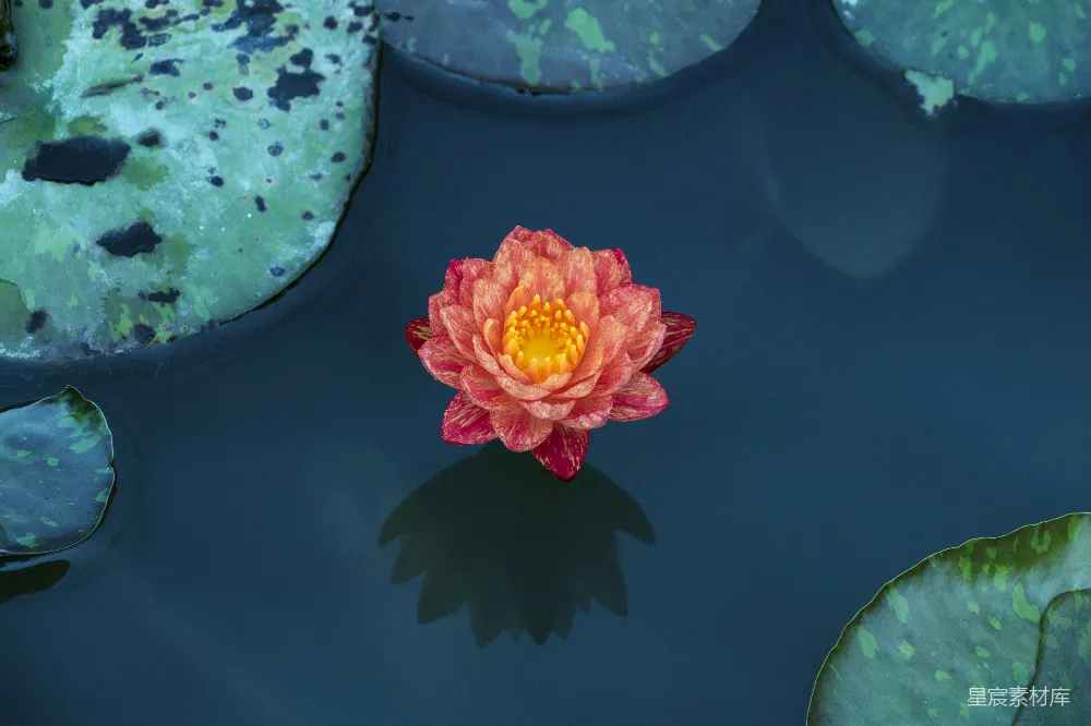 高清摄影  红色花瓣的花